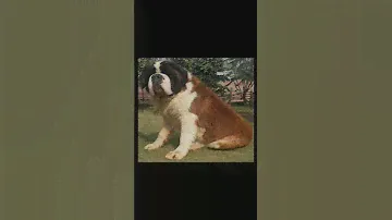 Now vs Million year back |Dog |#short #short #animals #discovery #youtubeshorts
