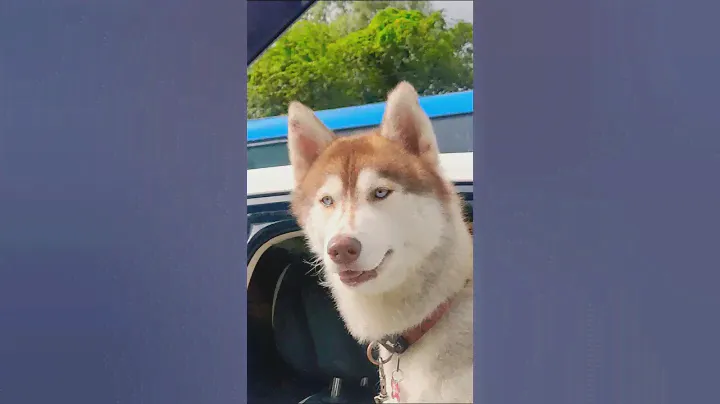 Dog enjoying Car driving #car #drive #bull #wolf #husky #huskies #doggo #dog #cat #cats #trending