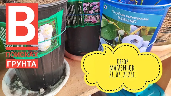 Обзор саженцев/Грунт для рассады#влог#сибирь#дача#огород#рассада#садоводство#цветы